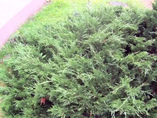 Delightful minx Hailey does her best to get jizz