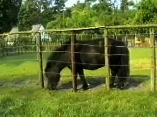 public blowjob brunette doggystyle cumshot Julie Skyhigh